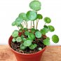 Hydroponics Flower Aquarium Grass Plants Penny Grass Bonsai - 100 Seeds