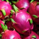 Hylocereus Undatus Red Dragon Fruit - 15 Seeds