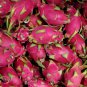 Hylocereus Undatus Red Dragon Fruit - 15 Seeds