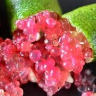 Ice Pink Finger Fruit Lime - 20 Seeds