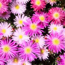 Ice Plant Mesembryanthemum Daisy Mixed - 20 Seeds Ice Plant Mesembryanthemum Daisy Mixed - 20 Seeds