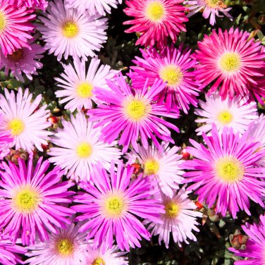 Ice Plant Mesembryanthemum Daisy Mixed - 20 Seeds