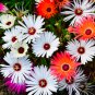 Ice Plant Mesembryanthemum Daisy Mixed - 20 Seeds