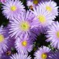 Ice Plant Mesembryanthemum Daisy Mixed - 20 Seeds