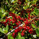 Ilex vomitoria Yaupon Holly Tree - 120 Seeds Ilex vomitoria Yaupon Holly Tree - 120 Seeds