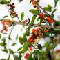 Ilex vomitoria Yaupon Holly Tree - 120 Seeds
