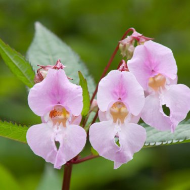 Impatiens Balsam Garden Balsamina Touch Me Not Flower - 35 Seeds