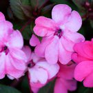 Impatiens Bequaertii Seeds Beautify Dancing Girl Orchid Flower - 50 Seeds