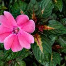 Impatiens Walleriana Tempo Wedgewood - 20 Seeds Impatiens Walleriana Tempo Wedgewood - 20 Seeds