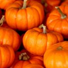 'Imperial Crown' Pumpkin Ornamental Squash - 8 Seeds 'Imperial Crown' Pumpkin Ornamental Squash - 8 Seeds