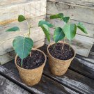 Imported Bodhi Tree Religiosa Potted Garden Moraceae Perennial 10 Seeds Imported Bodhi Tree Religiosa Potted Garden Moraceae Perennial 10 Seeds