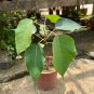 Imported Bodhi Tree Religiosa Potted Garden Moraceae Perennial 10 Seeds