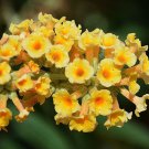 New Arrival Imported Butterfly Bush Bonsai Buddleia Davidii Mix Flower Bonsai -