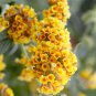 New Arrival Imported Butterfly Bush Bonsai Buddleia Davidii Mix Flower Bonsai -