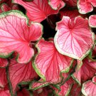 Imported Caladium Plant Outdoor & Indoor Perennial Flowers-  200 Seeds