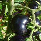 Imported European Black Big Tomato - 300 Seeds Imported European Black Big Tomato - 300 Seeds