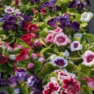 Imported Gloxinia Plant Perennial Sinningia Gloxinia - 200 Seeds Imported Gloxinia Plant Perennial Sinningia Gloxinia - 200 Seeds