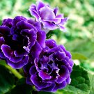Imported Gloxinia Plant Perennial Sinningia Gloxinia Home Garden - 200 Seeds Imported Gloxinia Plant Perennial Sinningia Gloxinia Home Garden - 200 Seeds