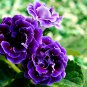 Imported Gloxinia Plant Perennial Sinningia Gloxinia Home Garden - 200 Seeds