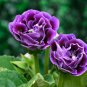 Imported Gloxinia Plant Perennial Sinningia Gloxinia Home Garden - 200 Seeds