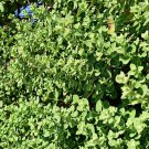 Imported Horehound , Professional Pack - 20 Seeds Imported Horehound , Professional Pack - 20 Seeds