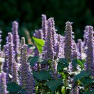 Imported Hyssop Plant Hyssop - 20 Seeds