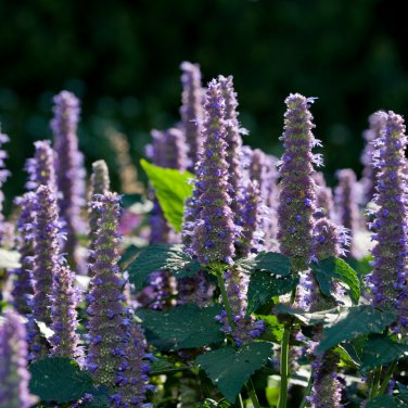 Imported Hyssop Plant Hyssop - 20 Seeds