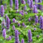Imported Hyssop Plant Hyssop - 20 Seeds