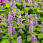 Imported Hyssop Plant Hyssop - 20 Seeds