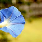 Imported Japan 'Fan' Blue White Morning Glory Hybrid - 30 Seeds