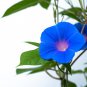 Imported Japan 'Fan' Blue White Morning Glory Hybrid - 30 Seeds
