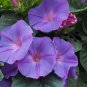 Imported Japan Wine Red Garden Morning Glory - 10 Seeds