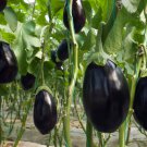 Imported Japanese Early Black Long Eggplant Vegetable - 300 Seeds Imported Japanese Early Black Long Eggplant Vegetable - 300 Seeds