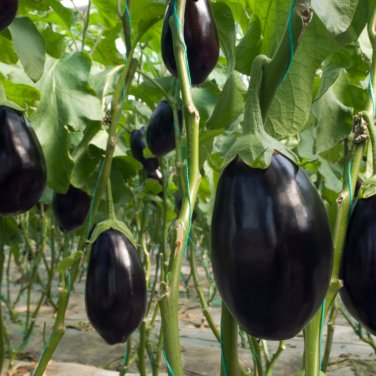 Imported Japanese Early Black Long Eggplant Vegetable - 300 Seeds