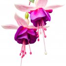 Imported Japanese Red White Fuchsia Perennial Flower - 100 Seeds Imported Japanese Red White Fuchsia Perennial Flower - 100 Seeds