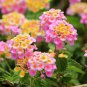 Imported Lantana Camara Plant Five Colors Hydrangea Flower - 50 Seeds
