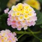 Imported Lantana Camara Plant Five Colors Hydrangea Flower - 50 Seeds