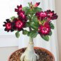 Imported 'mikonos girl' Adenium Desert rose - 2 Seeds