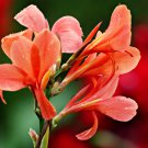Imported Mixed 5 Types of Canna Flowers - 5 Seeds Imported Mixed 5 Types of Canna Flowers - 5 Seeds