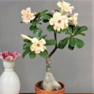 Imported 'nobleness lady' Adenium Desert Rose - 2 Seeds