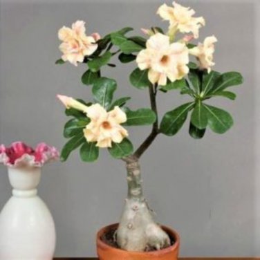 Imported 'nobleness lady' Adenium Desert Rose - 2 Seeds