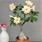 Imported 'nobleness lady' Adenium Desert Rose - 2 Seeds