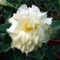 Imported 'nobleness lady' Adenium Desert Rose - 2 Seeds