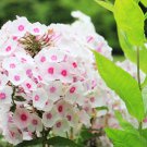 Imported Phlox Flower Bonsai Outdoor Rainbow Exotic Phlox Flower - 100 Seeds Imported Phlox Flower Bonsai Outdoor Rainbow Exotic Phlox Flower - 100 Seeds