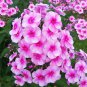 Imported Phlox Flower Bonsai Outdoor Rainbow Exotic Phlox Flower - 100 Seeds