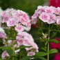 Imported Phlox Flower Bonsai Outdoor Rainbow Exotic Phlox Flower - 100 Seeds