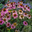 Imported Piccolino Bear Echinacea - 100 Seeds Imported Piccolino Bear Echinacea - 100 Seeds