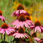 Imported Piccolino Bear Echinacea - 100 Seeds