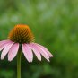 Imported Piccolino Bear Echinacea - 100 Seeds