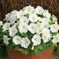 Imported Purely White Morning Glory - 10 Seeds